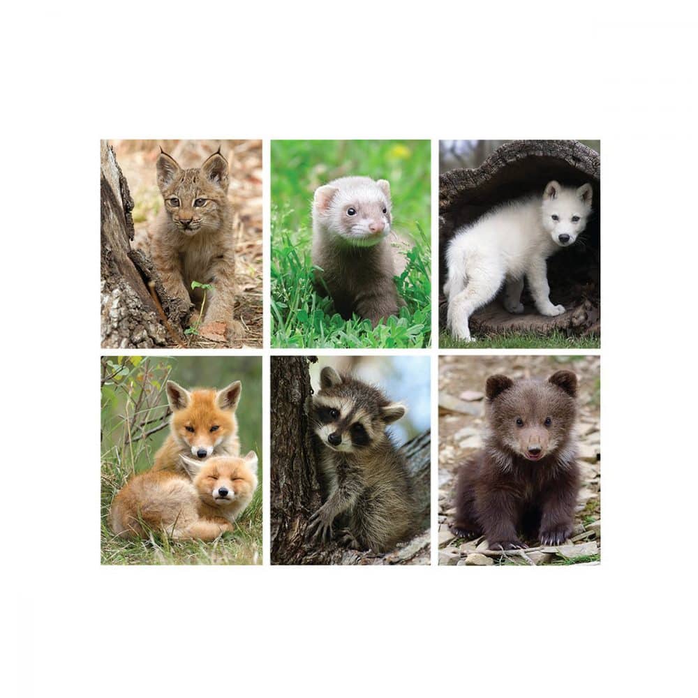 Duo-tang carton laminé pochettes et attaches bébés animaux