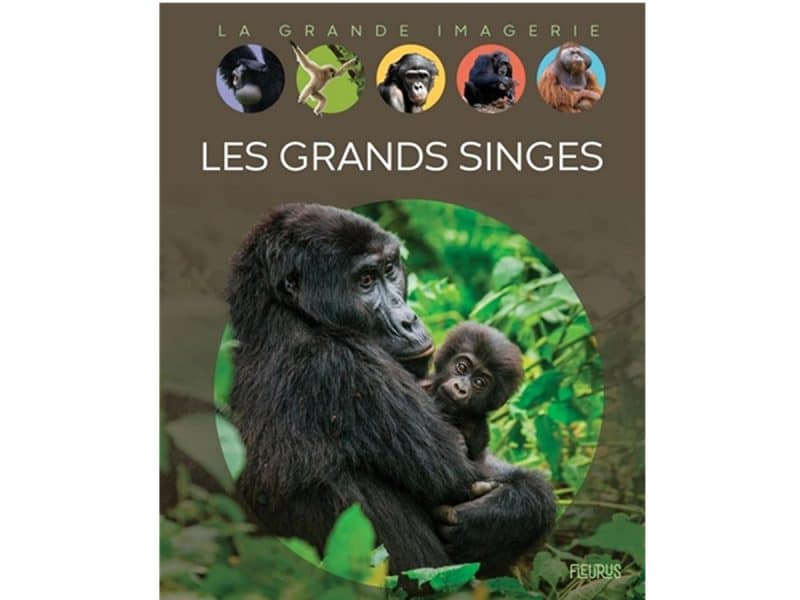 La grande imagerie Les grands singes