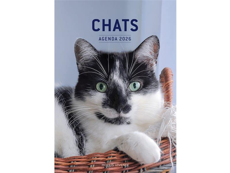 Agenda des chats 2026