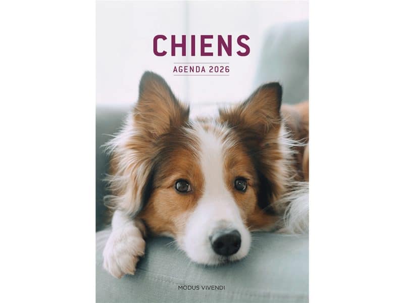 Agenda des Chiens 2026