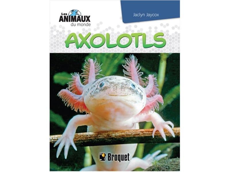 Les animaux du monde Axolotls