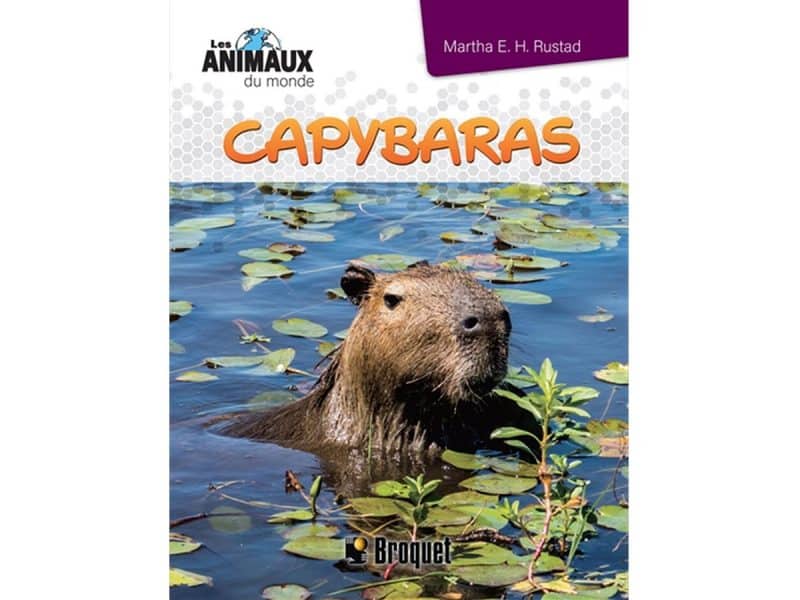 Les animaux du monde Capybaras